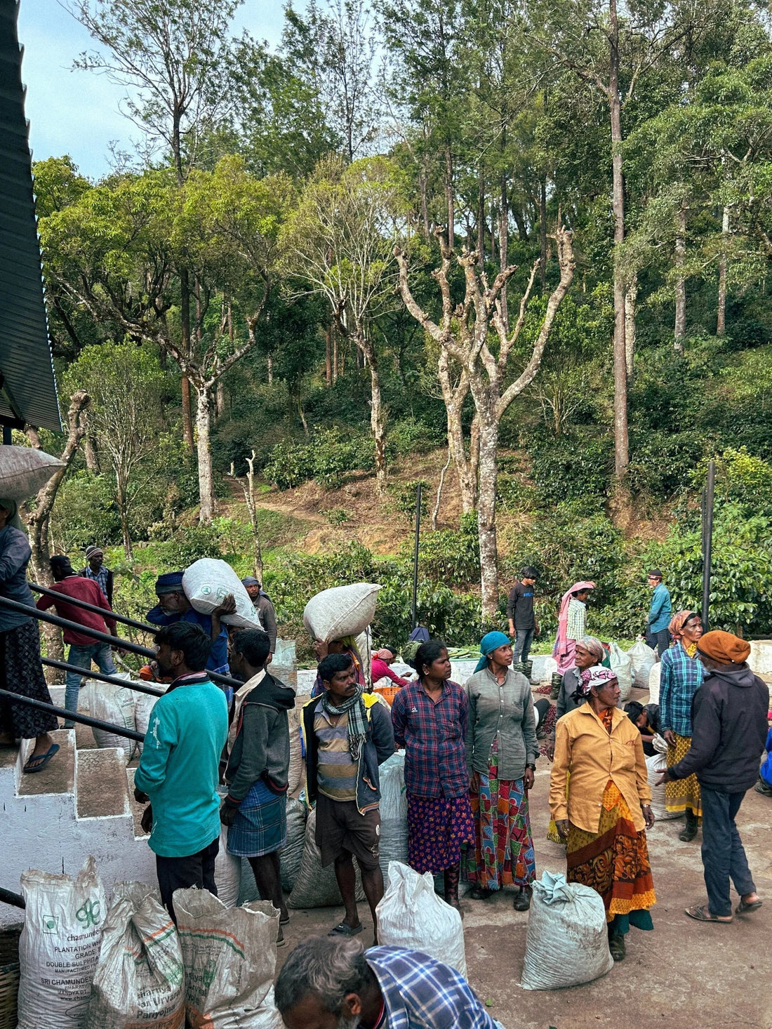 Coffee harvest day at karadykan estate washing station – Coffee workers gathered with sacks of freshly picked cherries at a washing station, with shade-grown coffee plants and tall trees covering the hillside behind them.