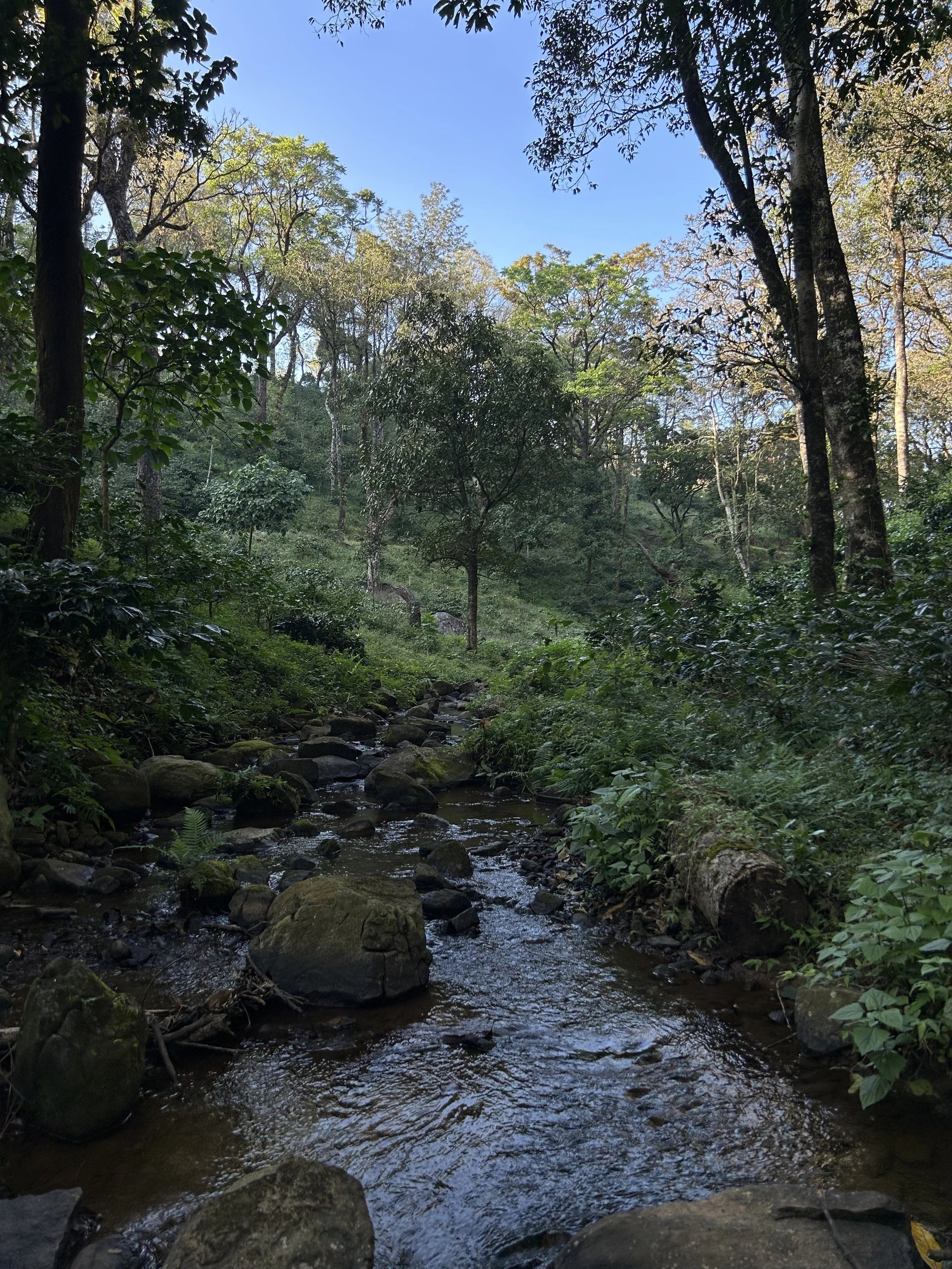 Forest stream running through Gungegiri Estate – Clear mountain stream flowing over mossy rocks through dense native forest, surrounded by tall shade trees and lush greenery.